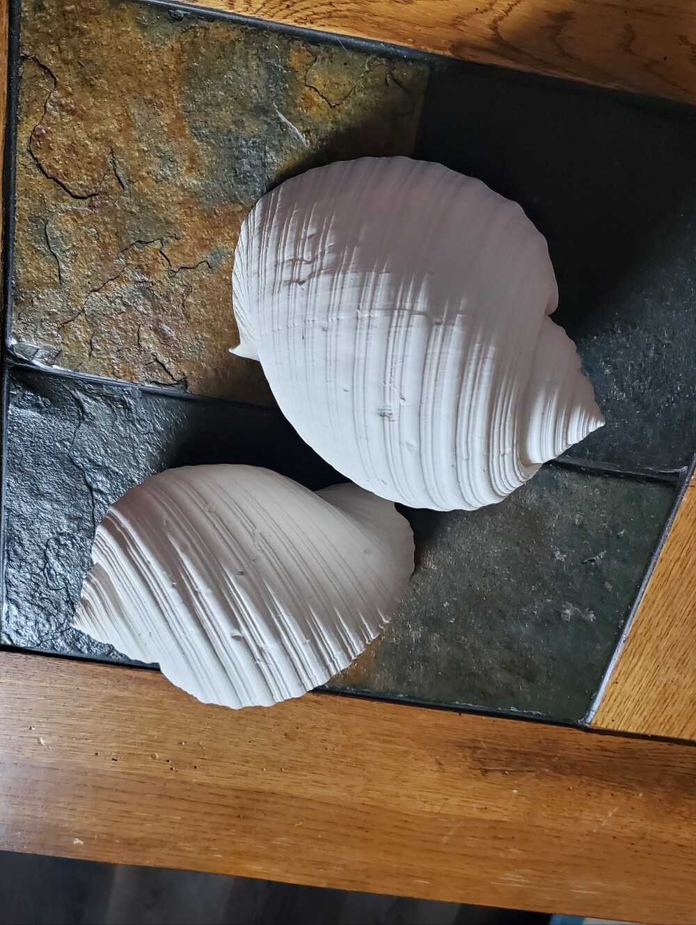 2 White Faux Conch Seashells Beach Decor - Picture 9 of 10